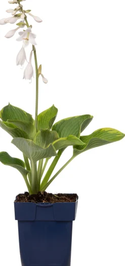 Herzblattlilie (Hosta sieboldiana 'Elegans') D 11 H 10 cm