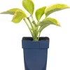 Herzblattlilie (Hosta sieboldiana 'Frances Williams') D 11 H 10 cm