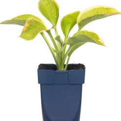 Herzblattlilie (Hosta sieboldiana 'Frances Williams') D 11 H 10 cm