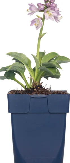 Herzblattlilie (Hosta tardiana 'Halcyon') D 11 H 10 cm