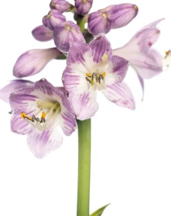 Herzblattlilie (Hosta tardiana 'Halcyon') D 11 H 10 cm