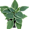 Herzblattlilie Mix (Hosta) D 17 H 30 cm