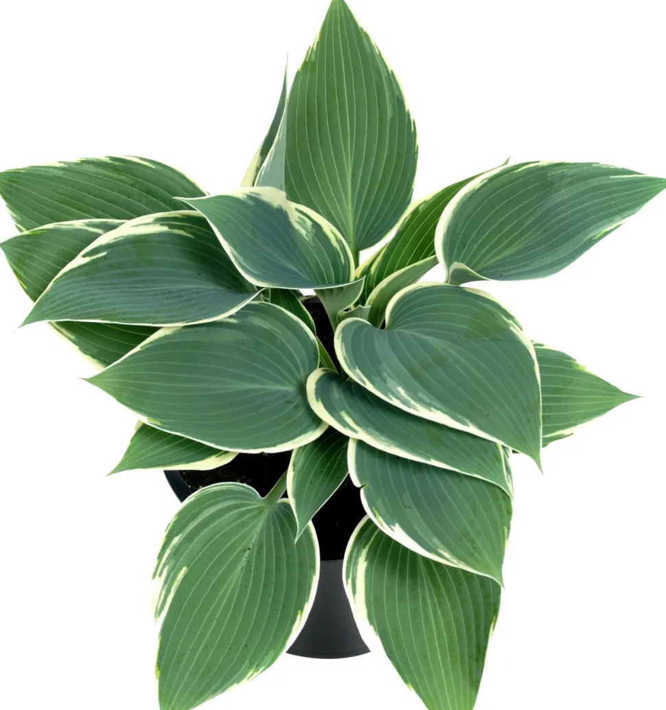 Herzblattlilie Mix (Hosta) D 17 H 30 cm