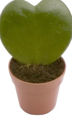 Herzblatt-Pflanze (Hoya kerrii) D 6 H 15 cm