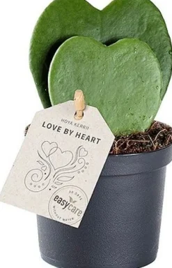 Herzblatt-Pflanze (Hoya kerrii) D 9 H 20 cm