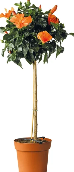 Hibiskus (Hibiscus rosa-sinensis 'Sunny') D 24 H 110 cm