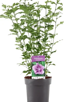 Hibiskus (Hibiscus syriacus 'Ardens') D 23 H 60 cm