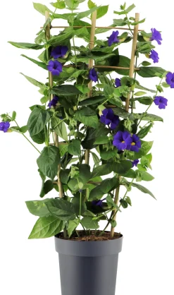 Himmelsblume (Thunbergia battiscombei) D 23 H 100 cm