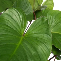 Homalomena (Homalomena rubescens 'Maggy') D 24 H 80 cm