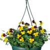 Hornveilchen im Hängetopf (Viola cornuta) D 23 H 35 cm