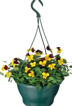 Hornveilchen im Hängetopf (Viola cornuta) D 23 H 35 cm