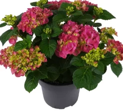 Hortensie (Hydrangea macrophylla ) rosa D 15 H 40 cm