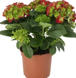 Hortensie (Hydrangea macrophylla) D 21 H 40 cm