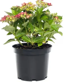 Hortensie (Hydrangea macrophylla) rot D 17 cm
