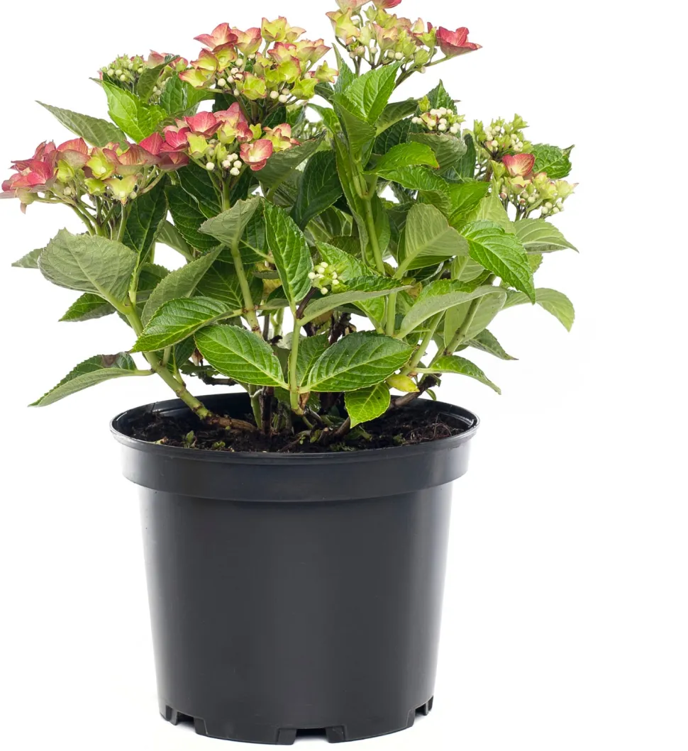 Hortensie (Hydrangea macrophylla) rot D 17 cm