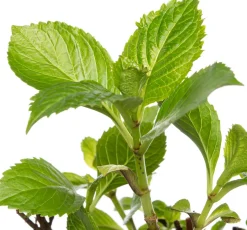 Hortensie (Hydrangea macrophylla) rot D 17 cm