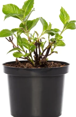 Hortensie (Hydrangea macrophylla) rot D 17 cm