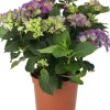 Hortensie (Hydrangea macrophylla) lila D 21 H 40 cm