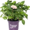 Hortensie (Hydrangea macrophylla 'Forever & Ever') roze D 23 H 30 cm