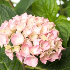Hortensie (Hydrangea macrophylla 'Forever & Ever') roze D 23 H 30 cm