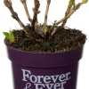 Hortensie (Hydrangea macrophylla 'Forever & Ever') D 17 H 30 cm