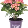 Hortensie (Hydrangea macrophylla 'Forever & Ever') rood D 23 H 30 cm