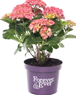 Hortensie (Hydrangea macrophylla 'Forever & Ever') rood D 23 H 30 cm