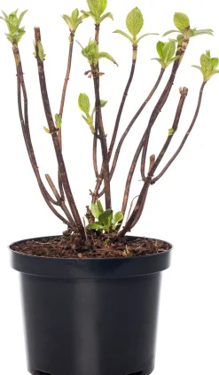 Hortensie (Hydrangea macrophylla) weiß