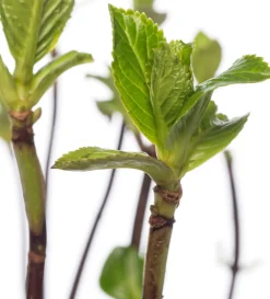Hortensie (Hydrangea macrophylla) weiß