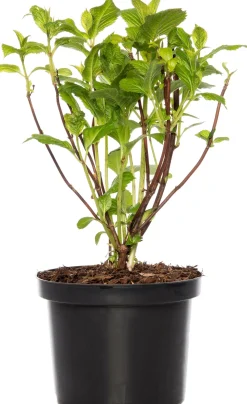 Hortensie (Hydrangea Macrophylla) blau