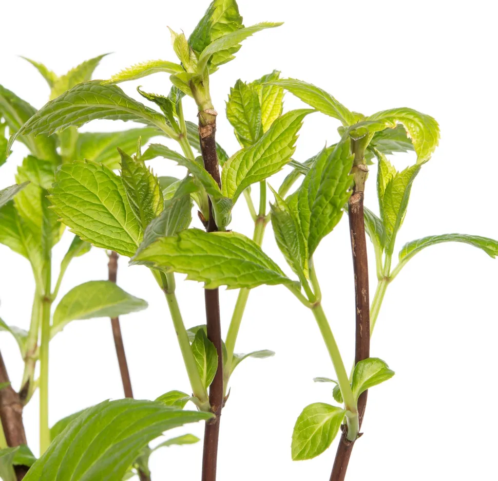 Hortensie (Hydrangea Macrophylla) blau