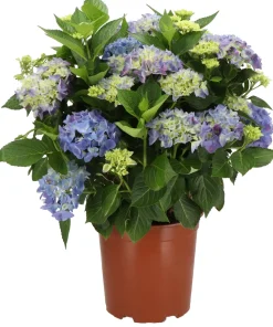 Hortensie (Hydrangea macrophylla) blau D 21 H 40 cm