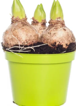 Hyazinthe (Hyacintus orientalis 'Pink Pearl') D 12 H 15 cm