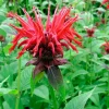 Indianernessel (Monarda 'Cambridge Scarlet')