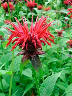 Indianernessel (Monarda 'Cambridge Scarlet')