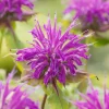 Indianernessel (Monarda 'Marshall's Delight')
