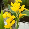 Indisches Blumenrohr (Canna)
