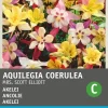 Intratuin Akelei (Aquilegia coerulea 'Mrs Scott Elliot') Blumensamen