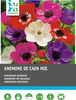 Intratuin Anemonen (Anemone 'De Caen') Blumenzwiebel-Mischung 60 St.