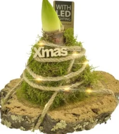 Intratuin Arrangement Amaryllis (Hippeastrum) in Moos mit LED-Beleuchtung D 20 H 21 cm