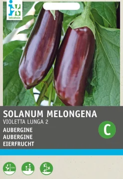 Intratuin Aubergine (Solanum melongena 'Violetta Lunga 2') Samen