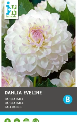 Intratuin Balldahlie (Dahlia 'Bal eveline') Blumenzwiebel 1 St.