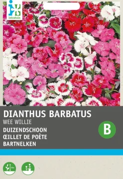 Intratuin Bartnelke (Dianthus barbatus 'Wee Willie') Blumensamen