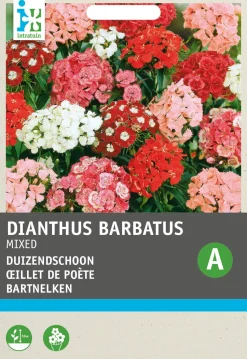 Intratuin Bartnelken einfach (Dianthus barbatus) Blumensamen