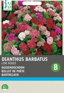 Intratuin Bartnelken einfach (Dianthus barbatus) Blumensamen-Mischung