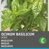 Intratuin Basilikum großblättrig (Ocimum basilicum) Samen