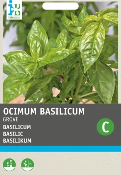 Intratuin Basilikum großblättrig (Ocimum basilicum) Samen