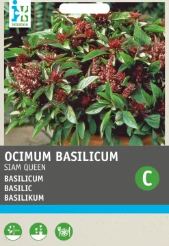 Intratuin Basilikum (Ocimum basilicum 'Siam Queen') Samen