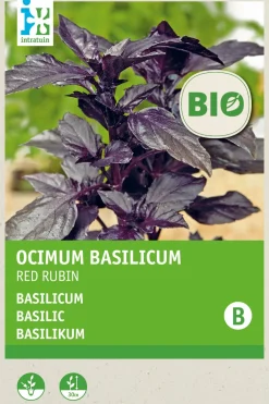Intratuin Basilikum rot (Basilicum 'Red Rubin') (BIO) Samen