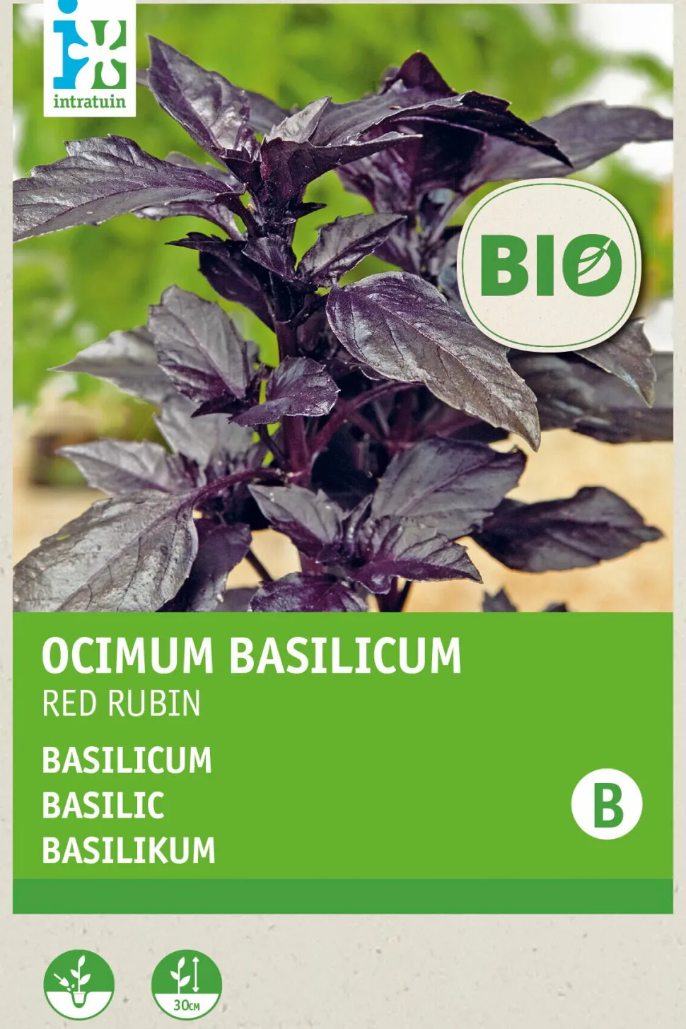 Intratuin Basilikum rot (Basilicum 'Red Rubin') (BIO) Samen